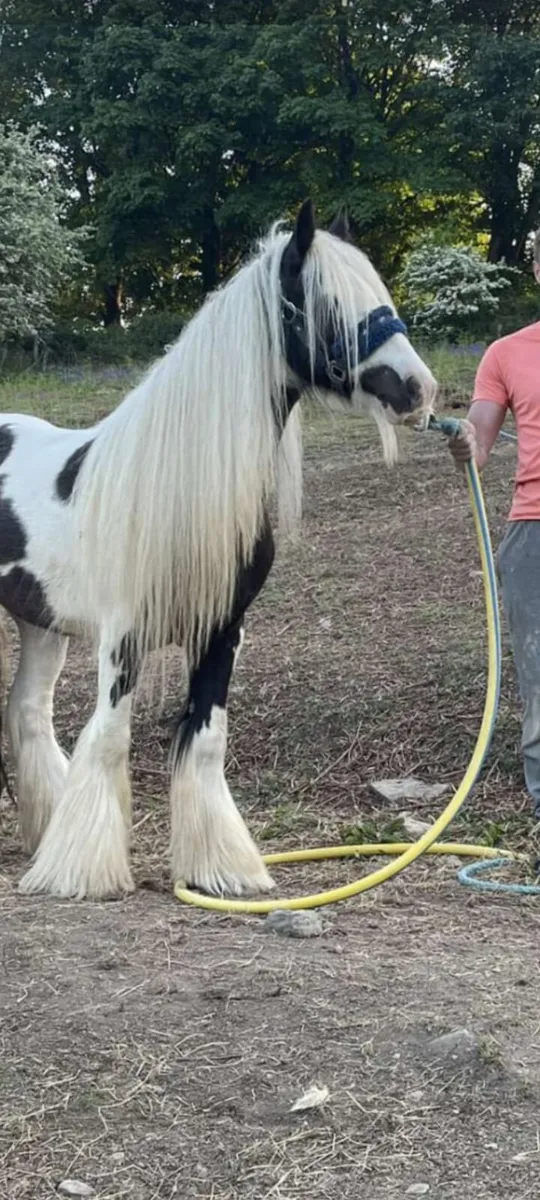 5year old mare - Image 2