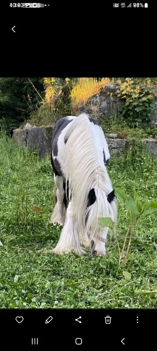 5year old mare - Image 3