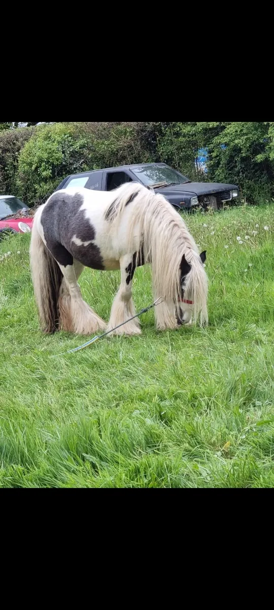 5year old mare - Image 4