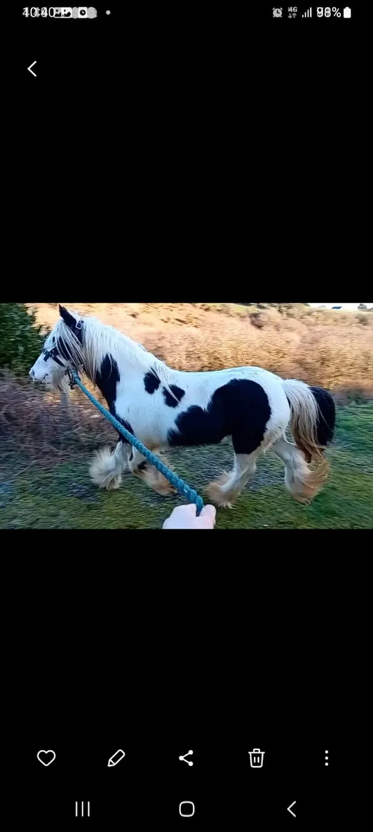 5year old mare - Image 1
