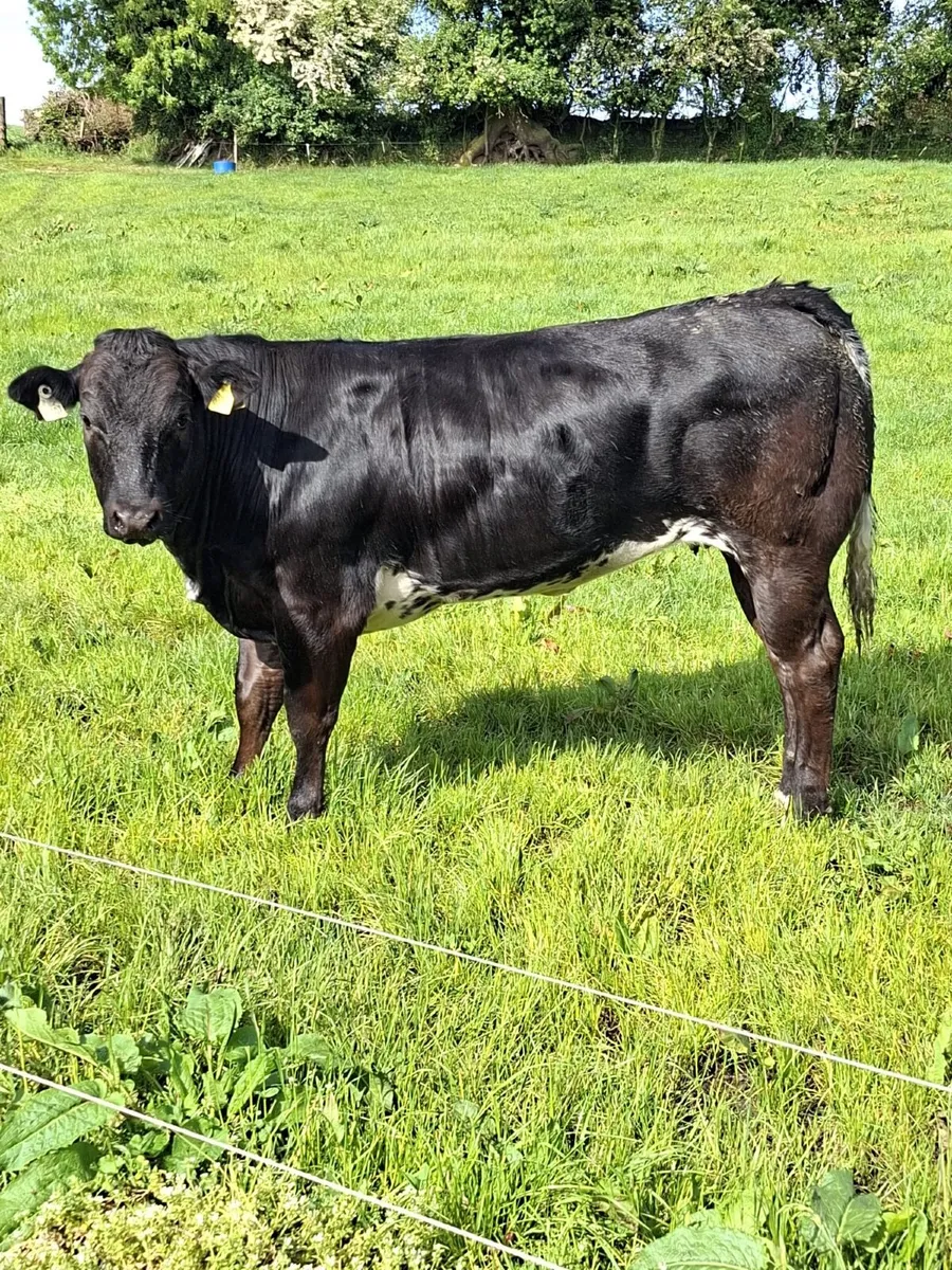 Show cattle - Image 1