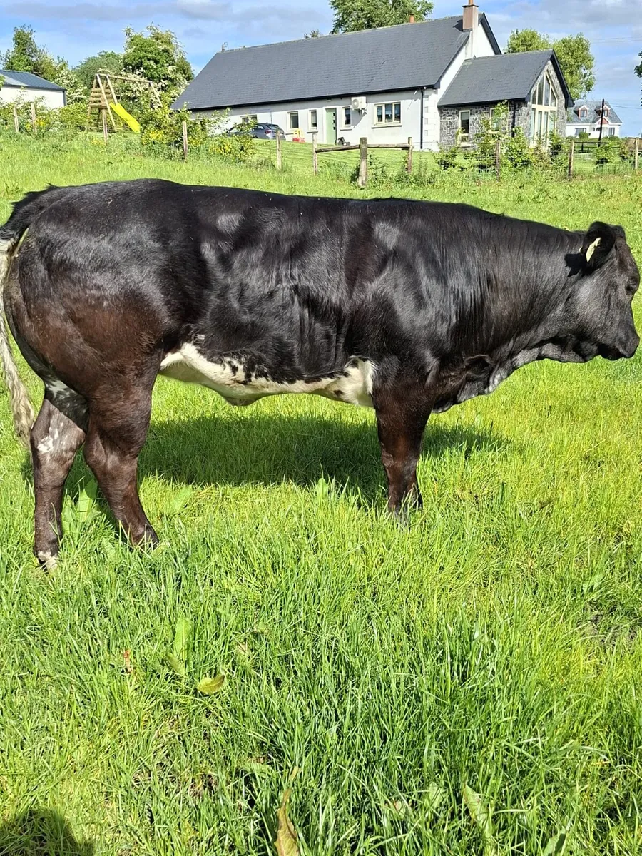 Show cattle - Image 2