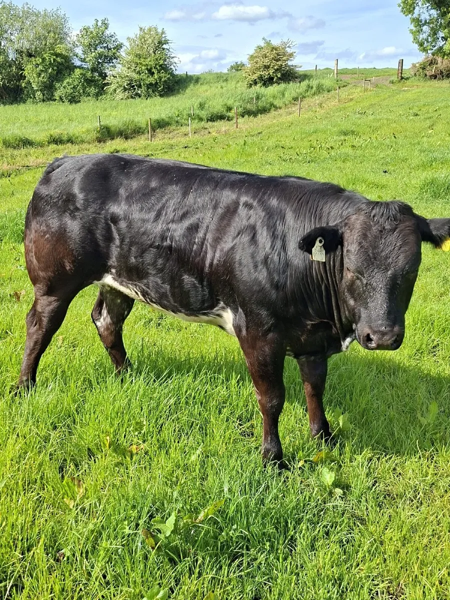 Show cattle - Image 3