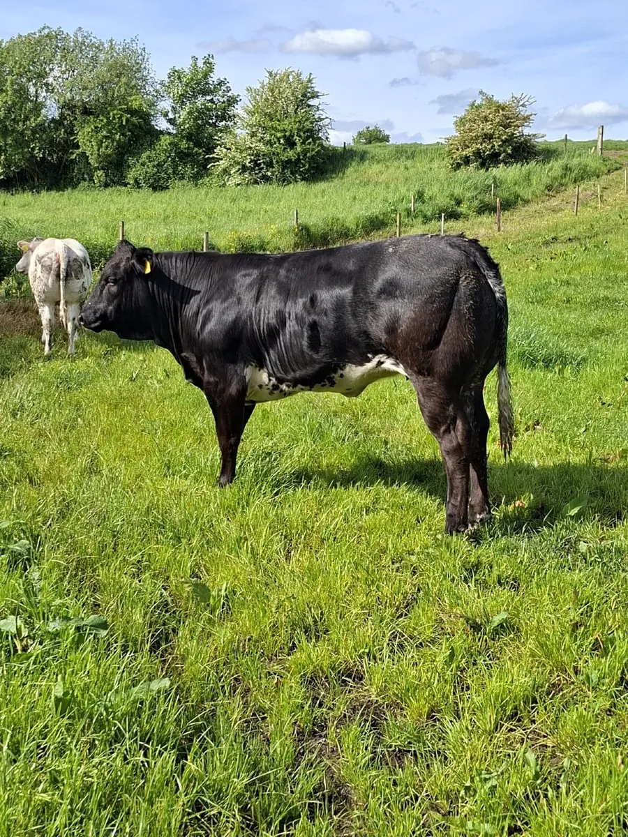 Show cattle - Image 4