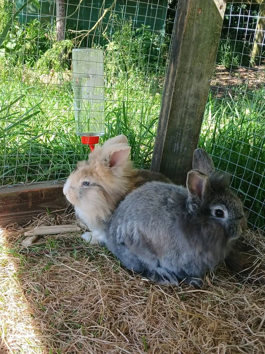 Bunnies for sale with cage and run - Image 1