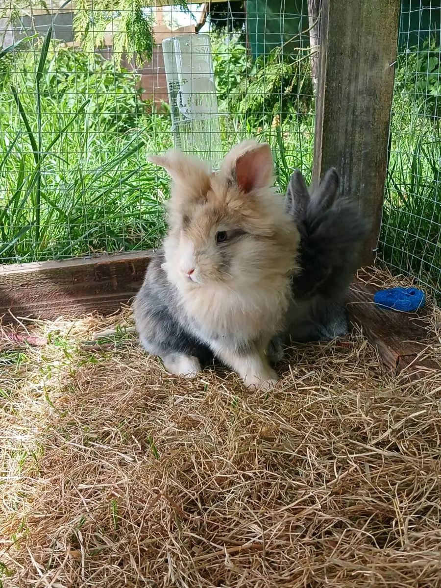 Bunnies for sale with cage and run - Image 4