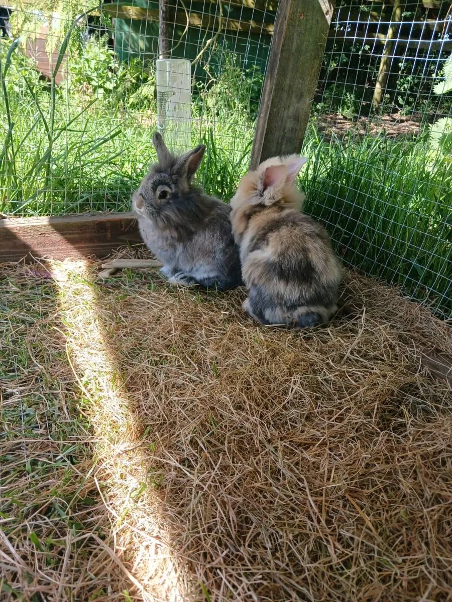 Bunnies for sale with cage and run - Image 2
