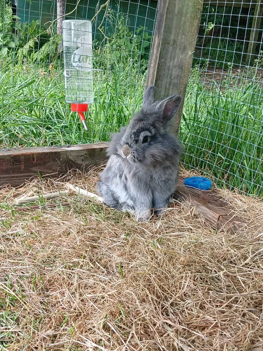 Bunnies for sale with cage and run - Image 3