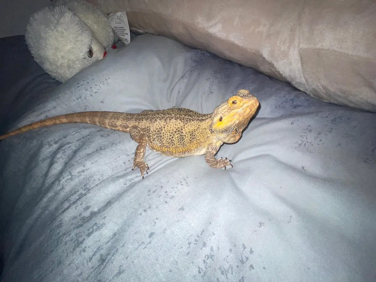 Bearded dragon and vivarium - Image 1