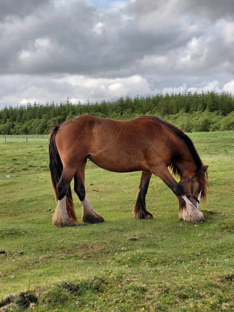 3 year old filly - Image 1