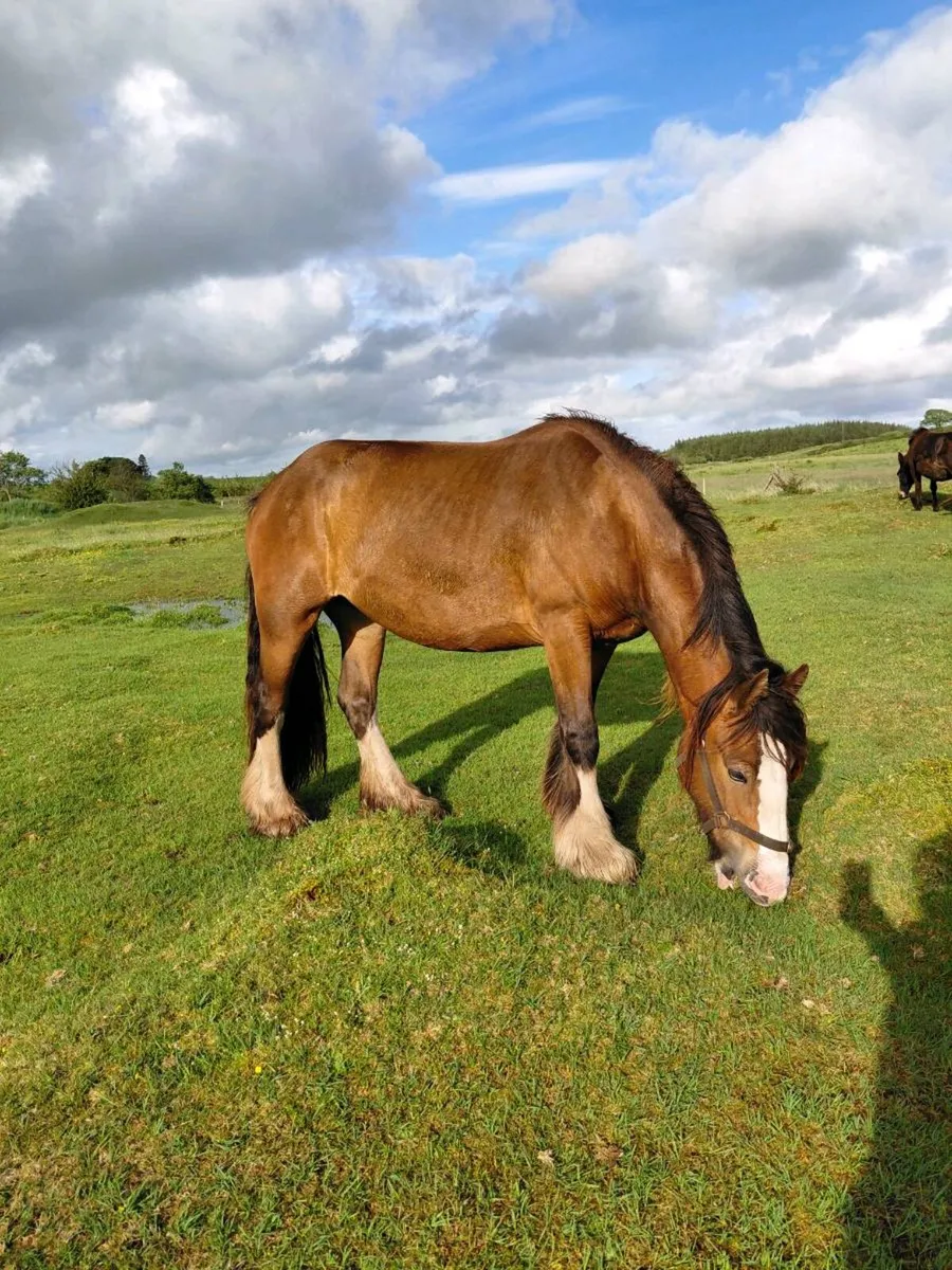 3 year old filly - Image 2