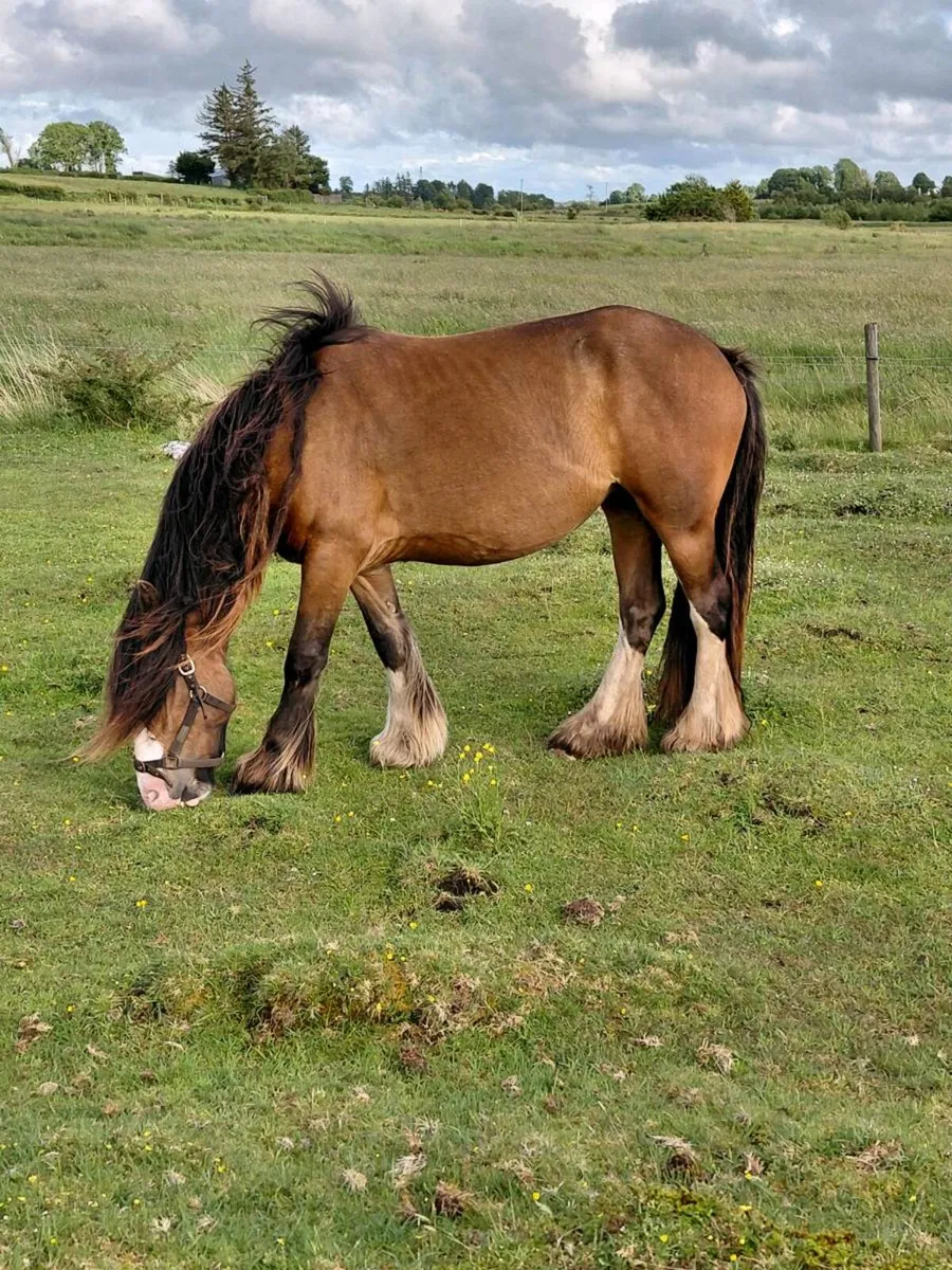 3 year old filly - Image 3