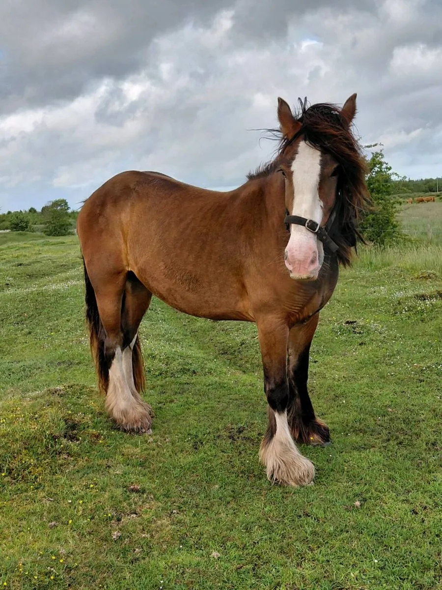 3 year old filly - Image 4