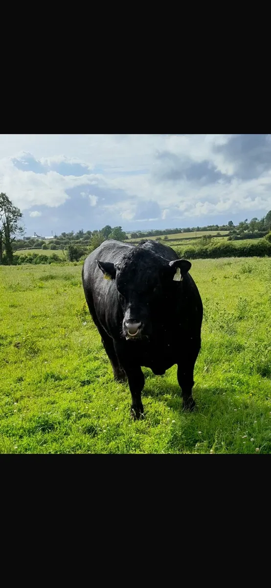 Bull - Image 1