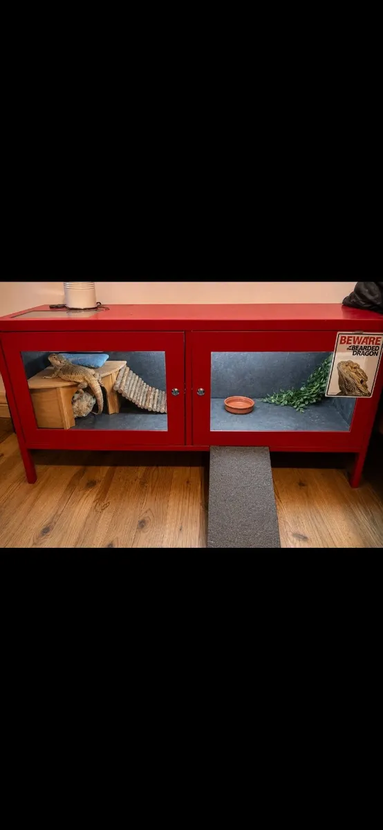 Bearded dragon and vivarium - Image 2
