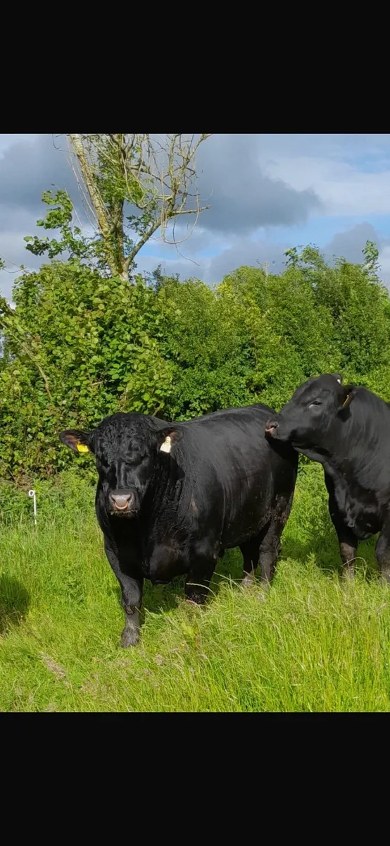 Bull - Image 2