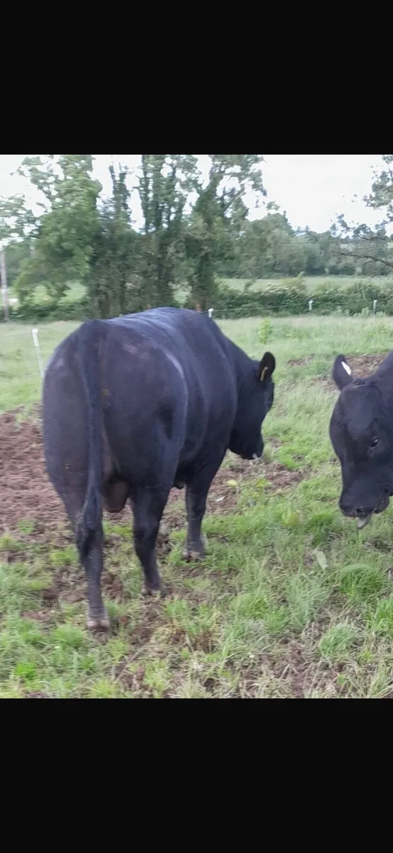 Bull - Image 3