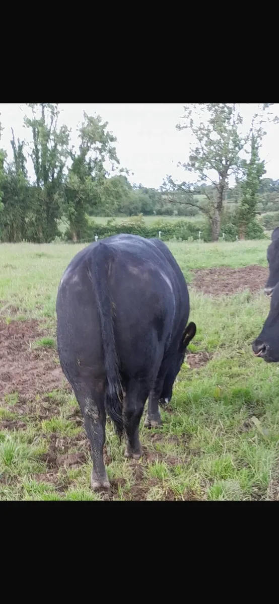 Bull - Image 4