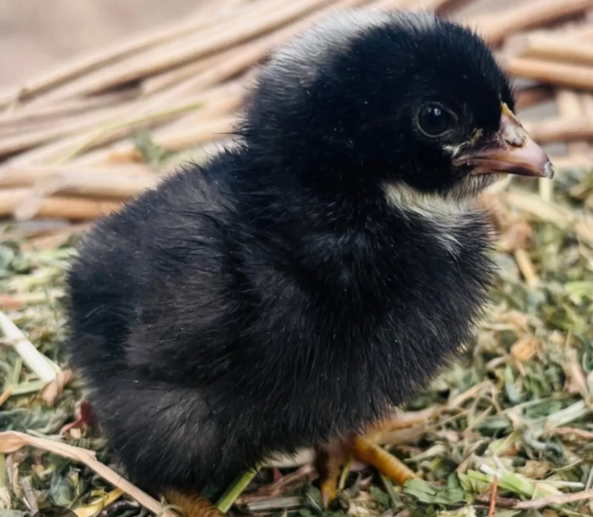 Day old chicks (due to hatch) - Image 1