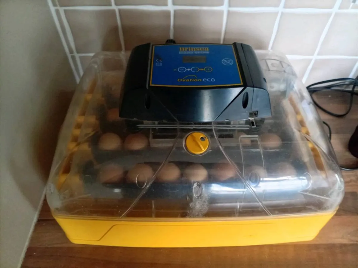 Day old chicks (due to hatch) - Image 2