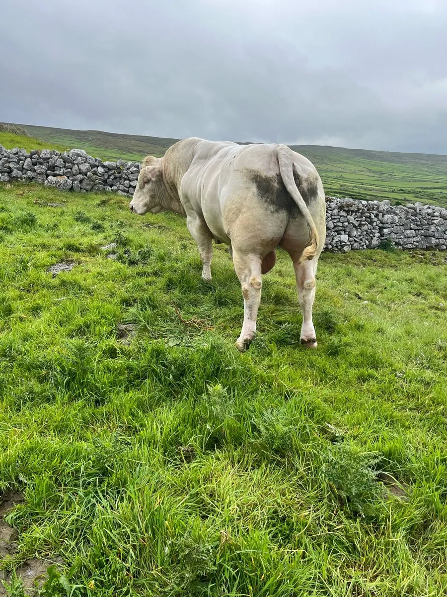 PB CH BULL - Image 2