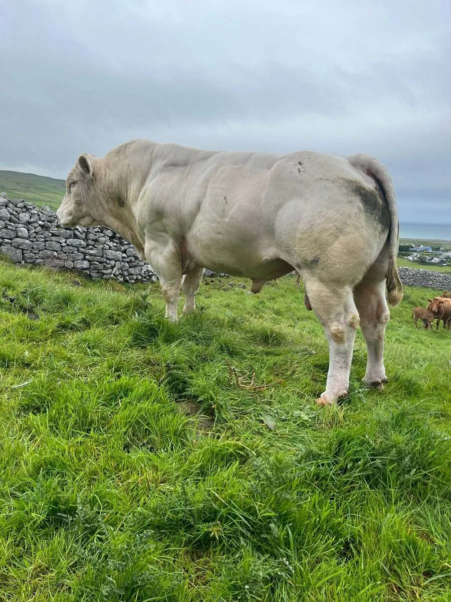 PB CH BULL - Image 1