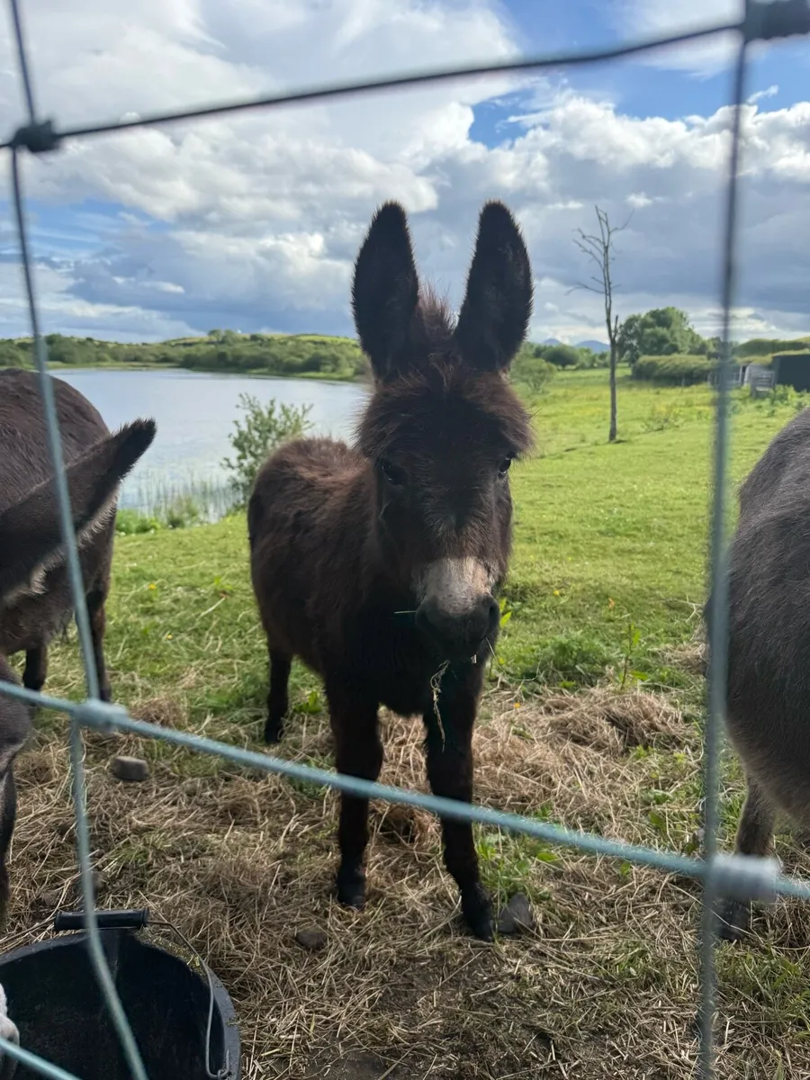 Miniature Jack Donkey Foal - Image 2