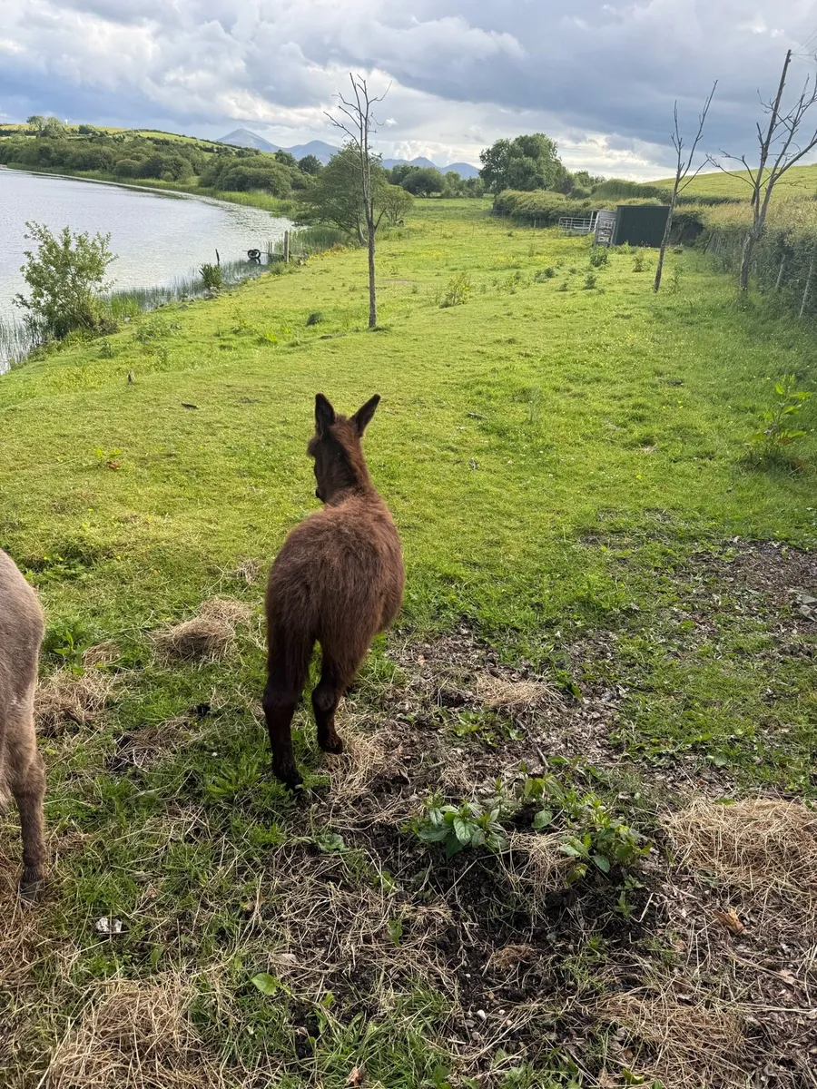 Miniature Jack Donkey Foal - Image 3