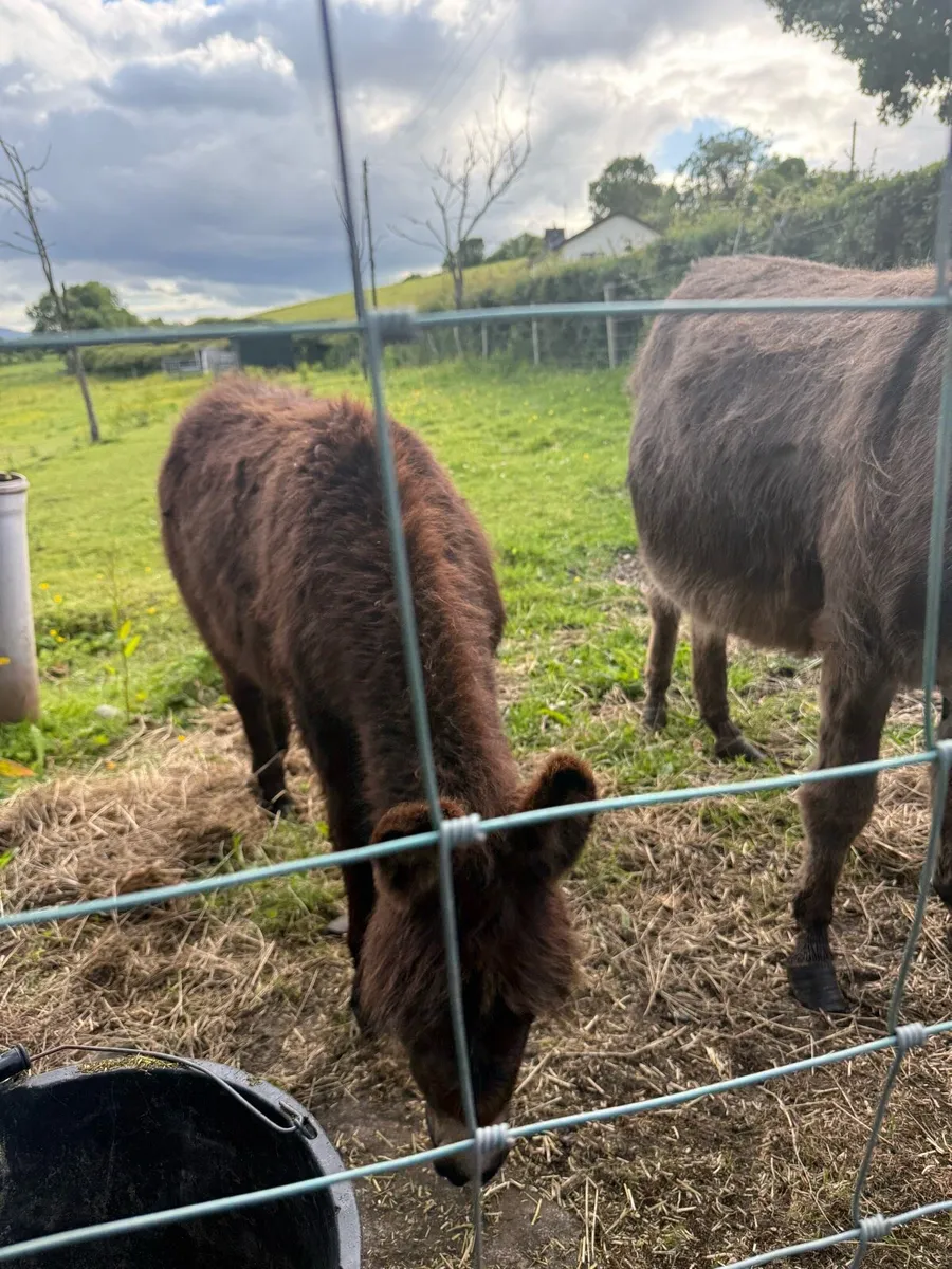 Miniature Jack Donkey Foal - Image 4