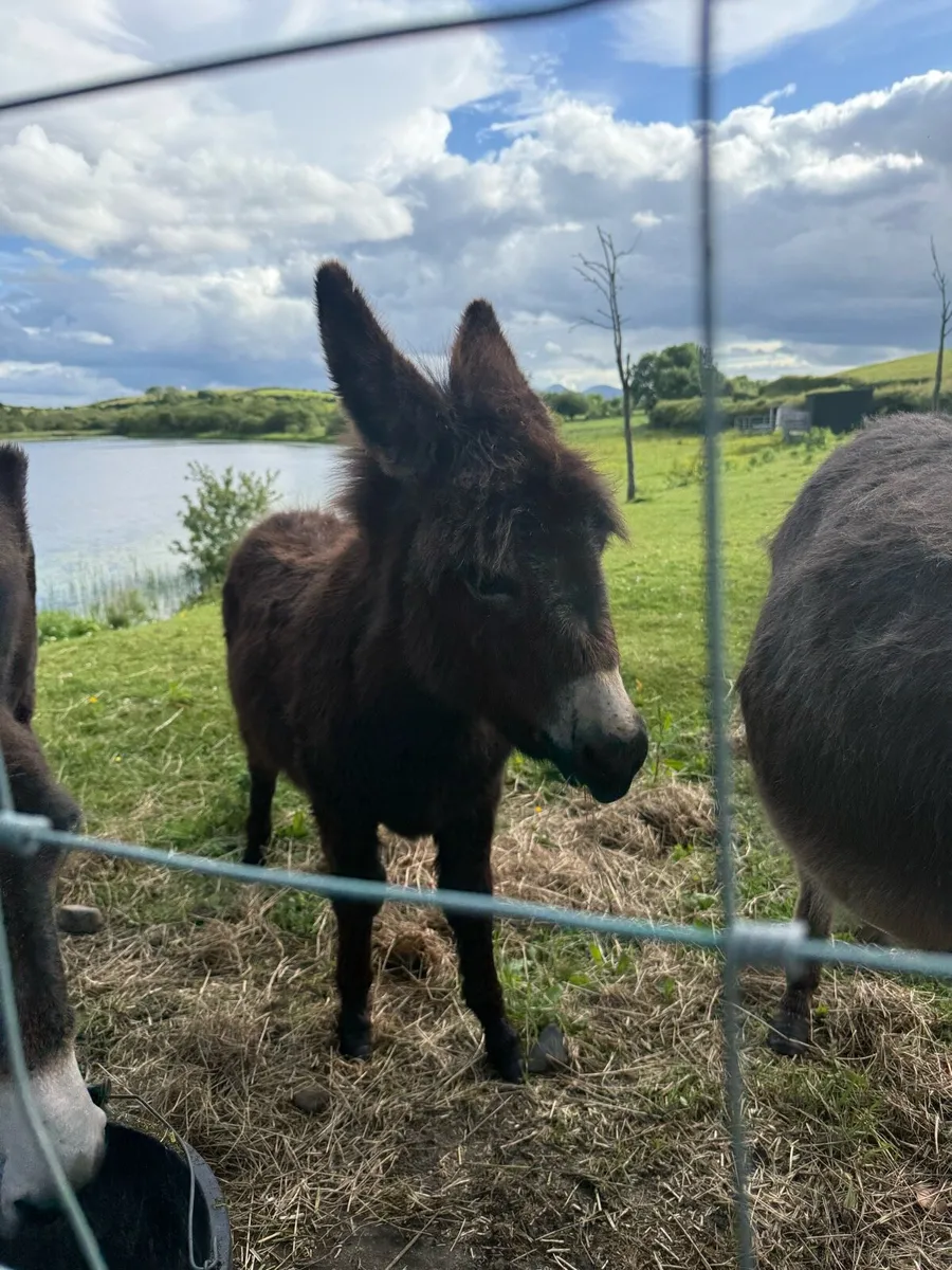 Miniature Jack Donkey Foal - Image 1