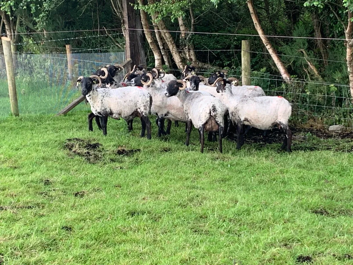 13 ewes - Image 3
