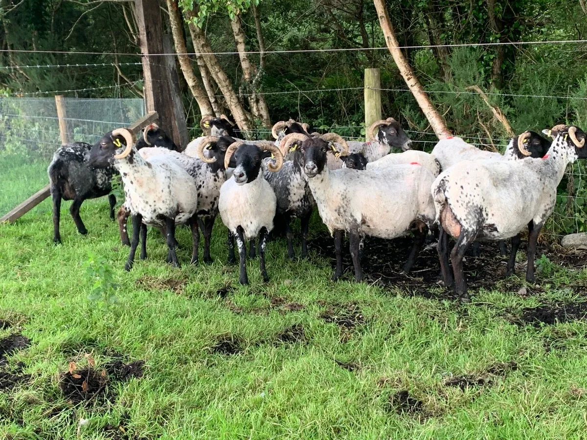 13 ewes - Image 4