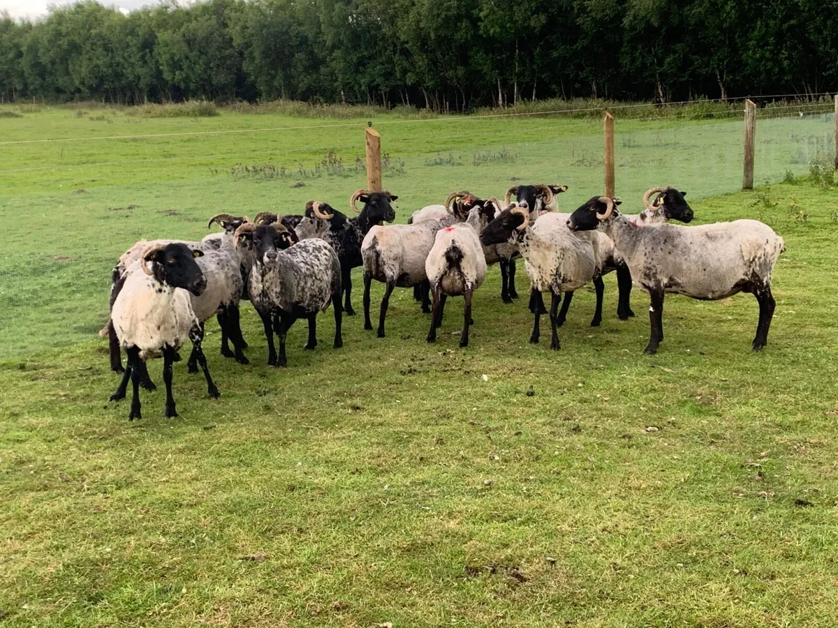 13 ewes - Image 1
