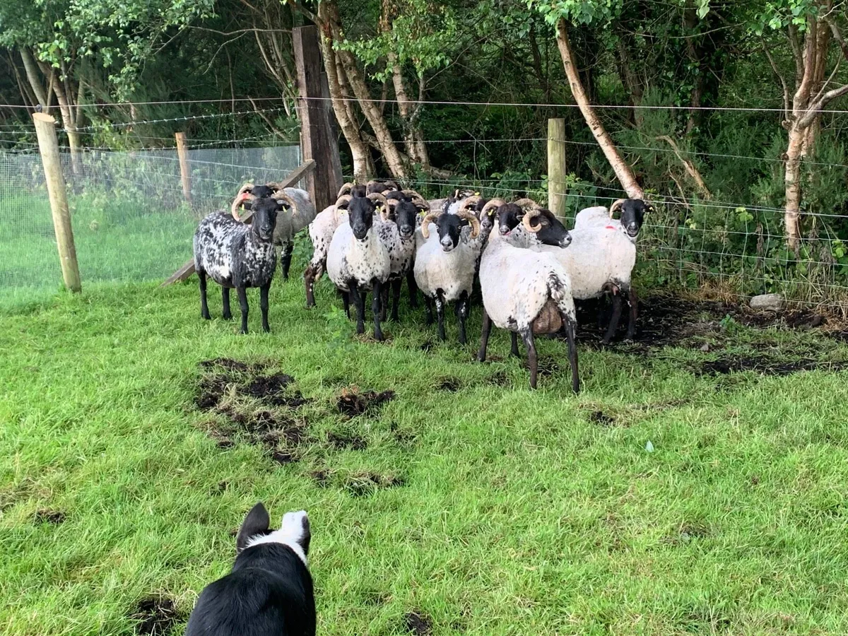 13 ewes - Image 2