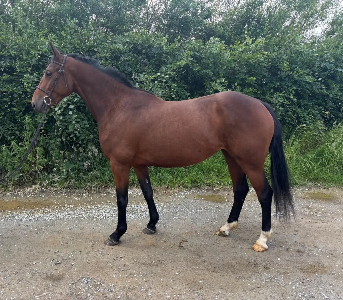 4 year old ISH filly - Image 1