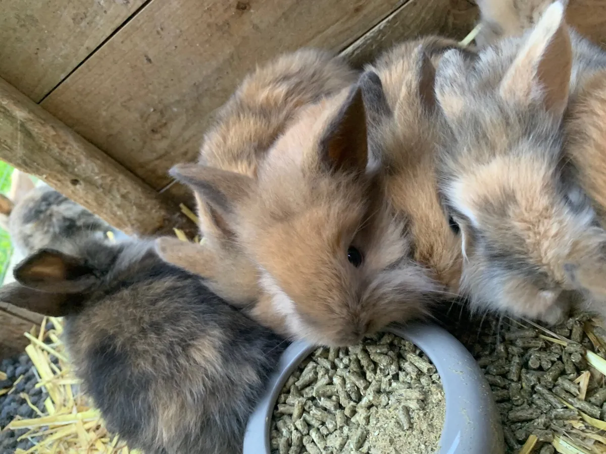 Rabbits - Image 3