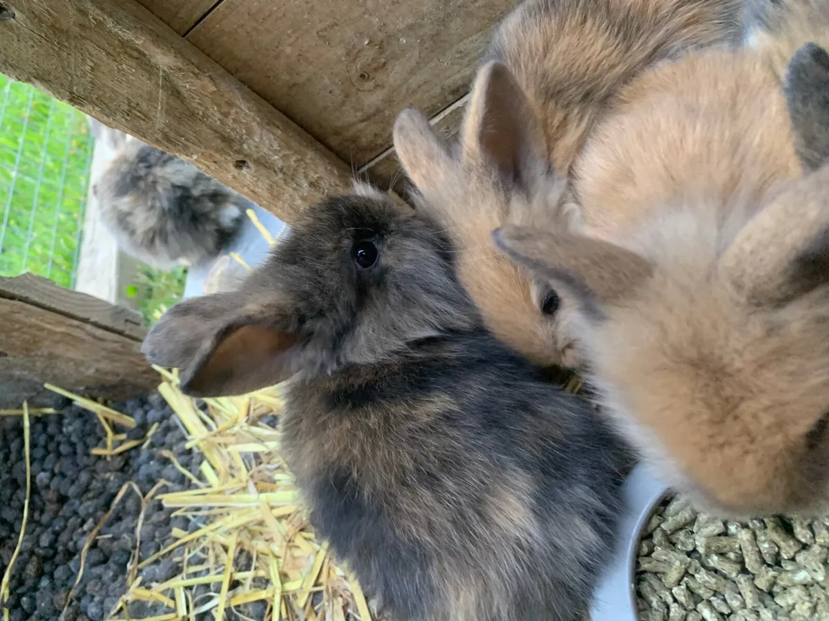 Rabbits - Image 4