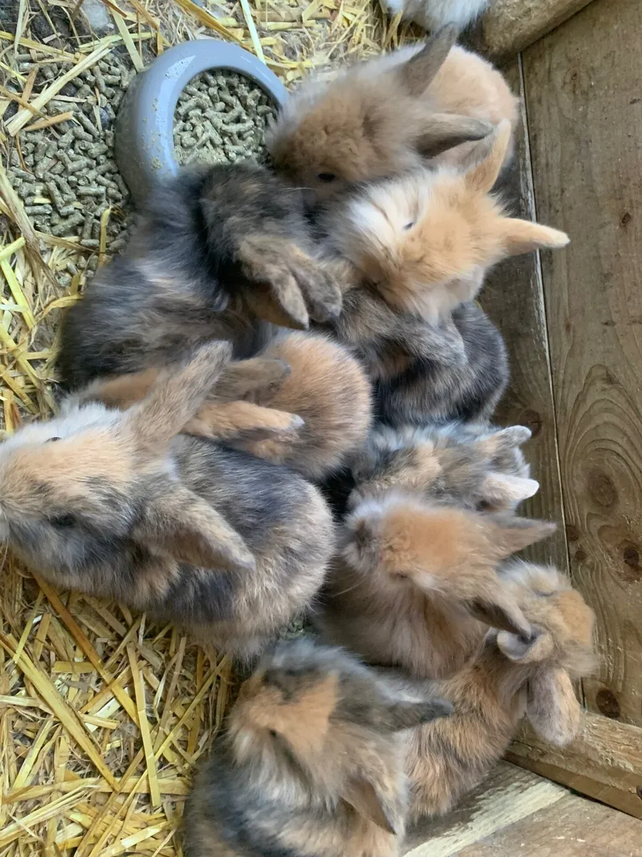 Rabbits - Image 1