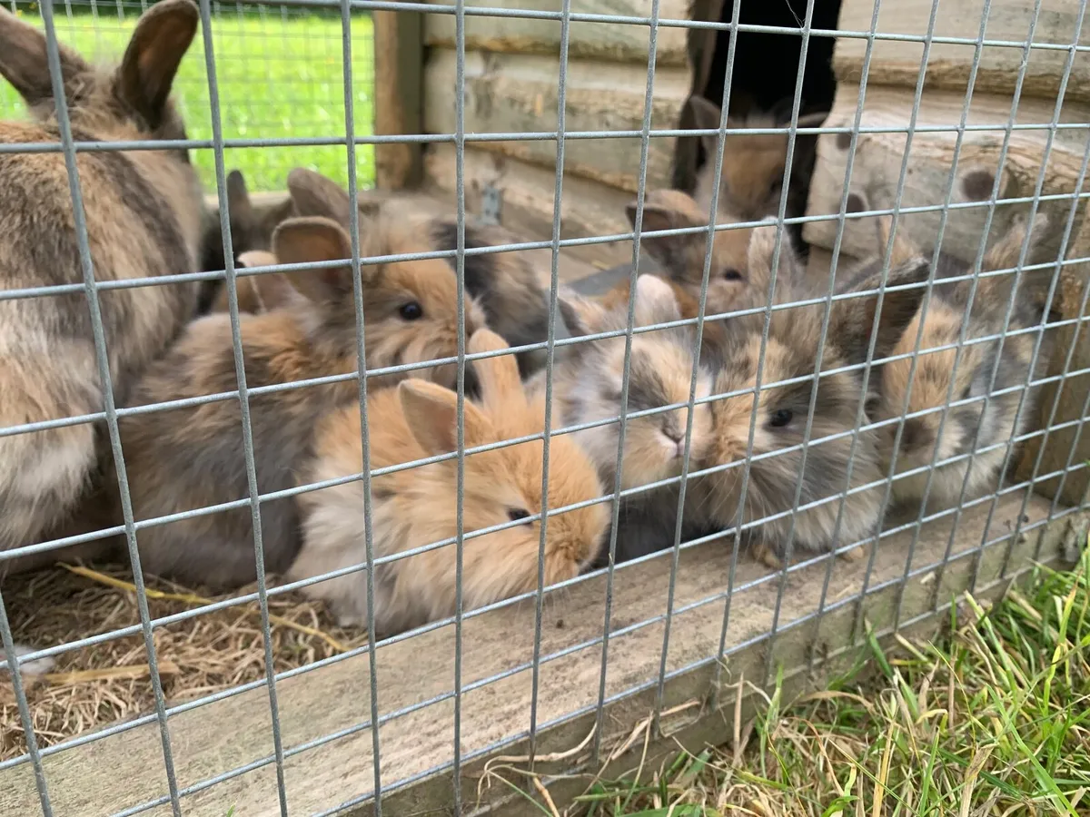 Rabbits - Image 2