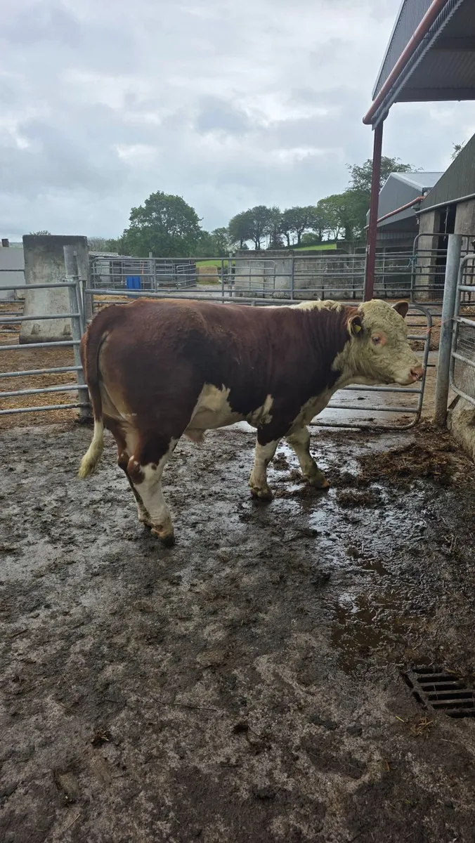 PBR Hereford Bull For Sale - Image 3