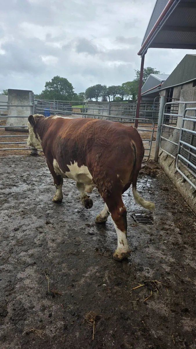 PBR Hereford Bull For Sale - Image 4