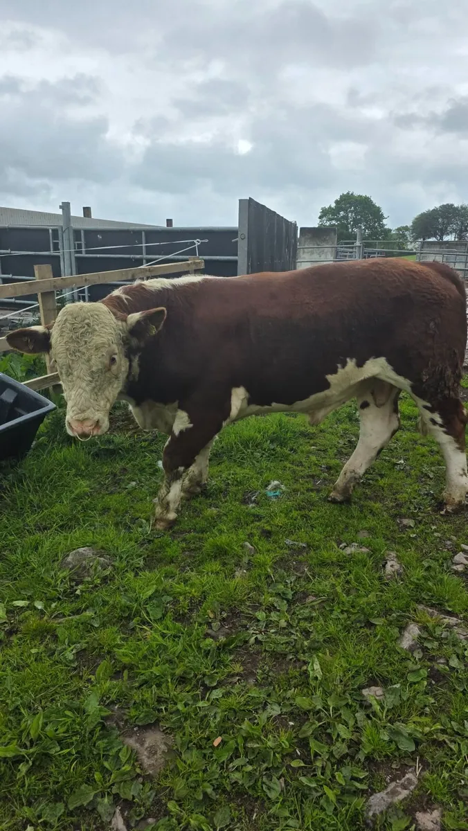 PBR Hereford Bull For Sale - Image 2