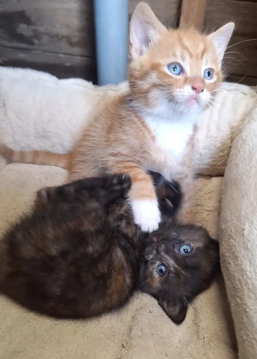 Kittens - Image 2