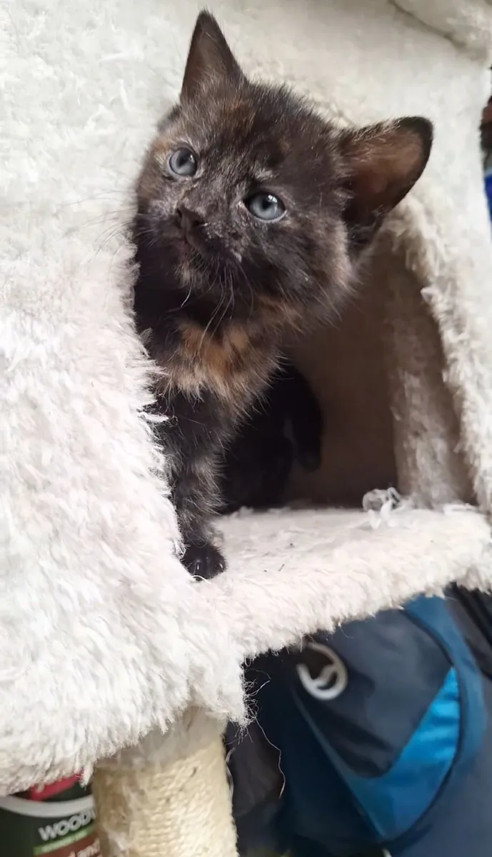 Kittens - Image 3