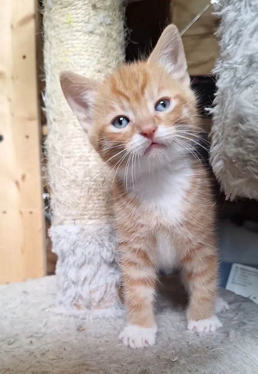Kittens - Image 1
