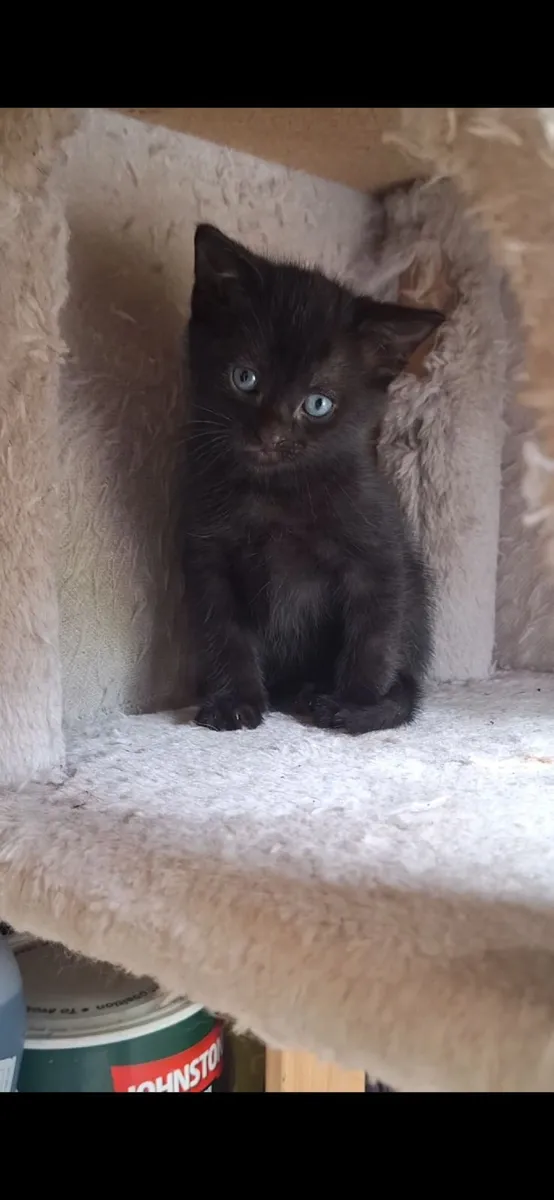 Kittens - Image 4