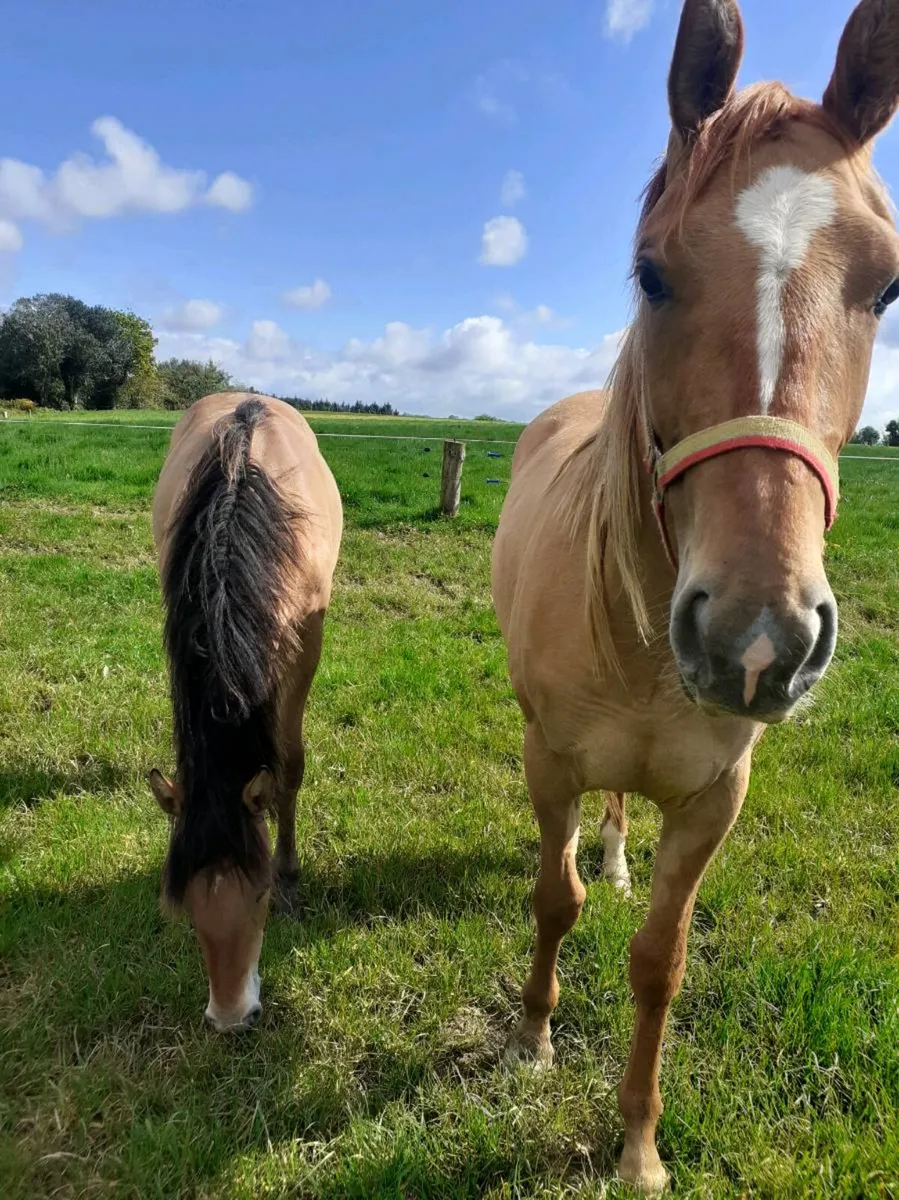 HORSES  TIH  Fillies - Image 1