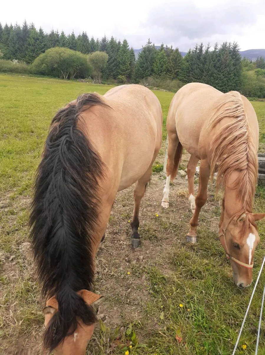 HORSES  TIH  Fillies - Image 2
