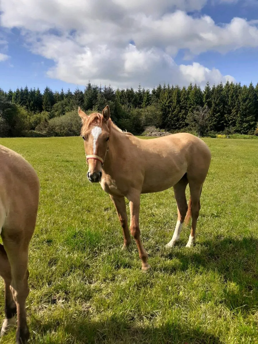HORSES  TIH  Fillies - Image 3