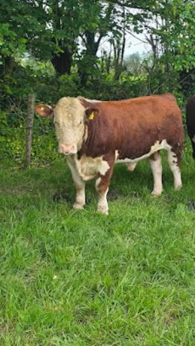 PBR Hereford Bull For Sale - Image 1